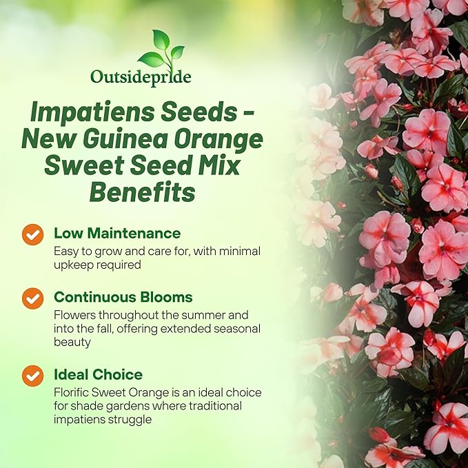 Outsidepride New Guinea Orange Sweet Impatiens Seeds - 50pcs High-Density, Annual Flower Seeds for Planting Outdoors for Large Packs, Patio Containers, Hanging Baskets & Small Pots (AAS Winner)