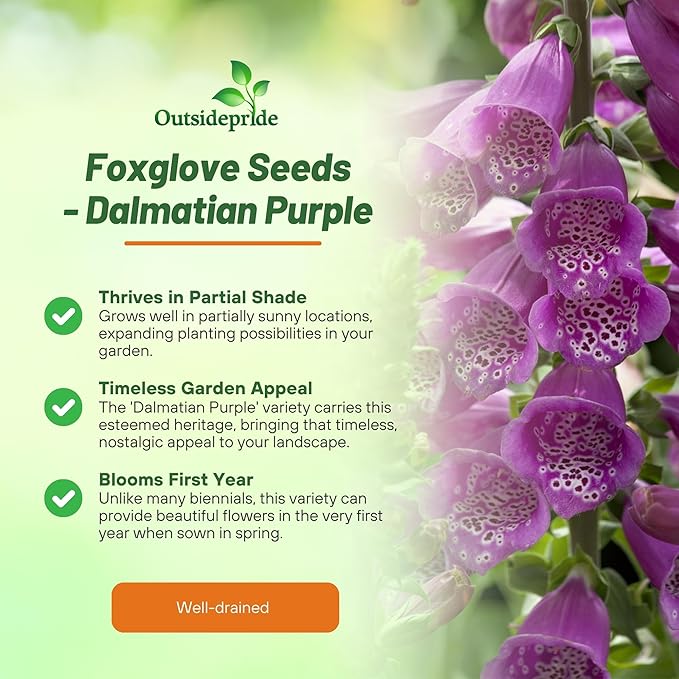 Outsidepride Digitalis Purpurea Dalmatian Purple Foxglove Seeds – 50 Pcs Perennial, Prolific, Tall Growing Flower Seeds with Pollinator-Friendly Blooms for Shaded Gardens & Outdoor Landscapes