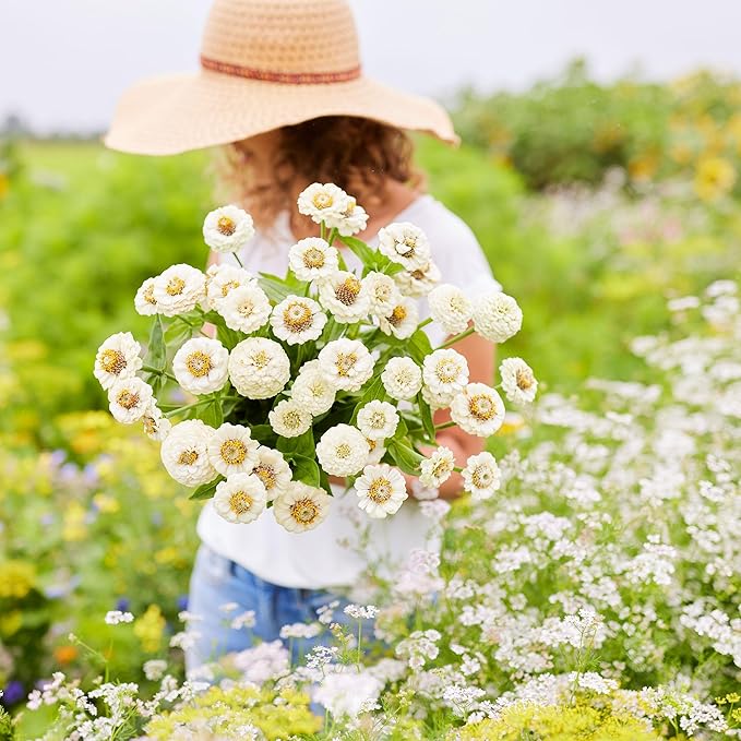 Eden Brothers Zinnia Seeds - Lilliput White, Non-GMO Seeds for Planting, Packet | Low-Maintenance Flower Seeds, Plant During Spring, Zones 3, 4, 5, 6, 7, 8, 9, 10