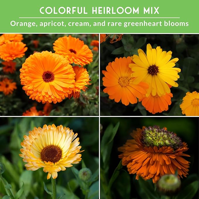 Calendula Seeds for Planting – 4 Pack Mix | Pacific Beauty, Apricot Beauty, Balls Orange, Greenheart – Heirloom Pot Marigold – Medicinal Herb, Pollinator Flowers – Survival Garden Seeds