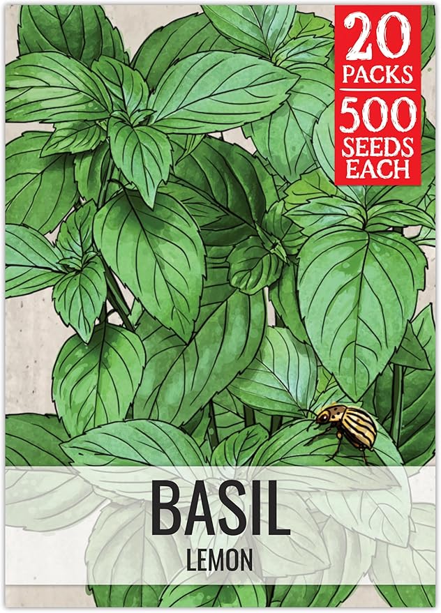 Seed Needs Lemon Basil Seeds for Planting - Non-GMO Heirloom & Untreated Culinary Herb Seed to Plant an Indoor or Outdoor Home Grown Kitchen Garden (20 Packs)