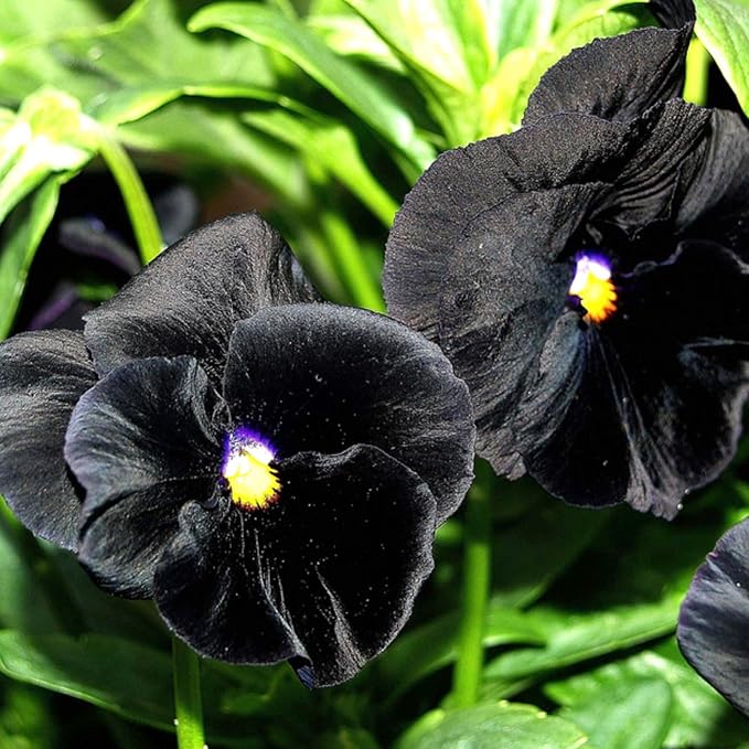 Seed Needs, Clear Crystals Black Pansy Seeds - 600 Heirloom Seeds for Planting Viola x wittrockiana - Deep Burgundy/Black Blooms, Edible Flowers (2 Packs)
