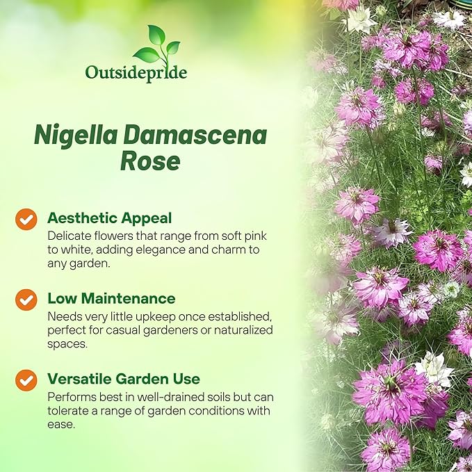 Outsidepride Jewels Rose Nigella Seeds - 2000 Pcs Annual Flower Seeds for Planting with Vibrant Blooms & Lacy, Fern-Like Foliage, Attractive Cut Flower for Small Garden Spaces & Floral Arrangements