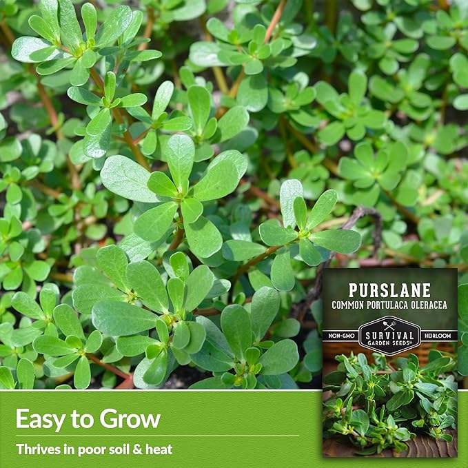 Purslane Seeds for Planting - Edible Green Portulaca Oleracea Verdolagas Heirloom Non-GMO Vegetable Seed for Home Garden - Survival Garden Seeds (2 Packs)