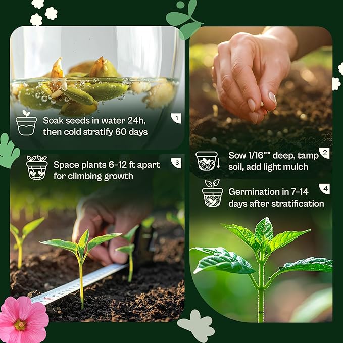 SVI 50 Red Trumpet Vine Seeds for Planting (Campsis radicans) – Trumpet Creeper Seed Packets, Hummingbird Flowers – Heirloom Flower Seeds to Plant Outside - Fences, Trellises, Outdoor Garden