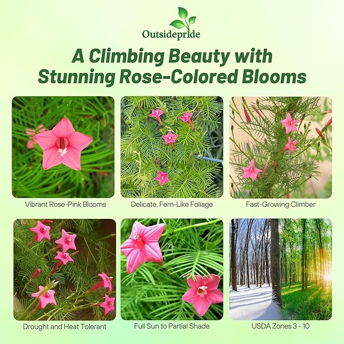 Outsidepride Rose Cypress Vine Seeds - 200 Pcs Annual Flower Seeds with Nectar-Rich, Star-Shaped Flowers & Feathery, Fern-Like Leaves for Fences, Trellises, Pergolas & Vertical Gardens