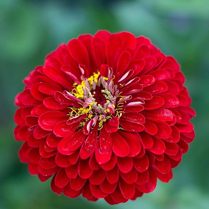 Eden Brothers Zinnia Seeds - Benary Giant Scarlet