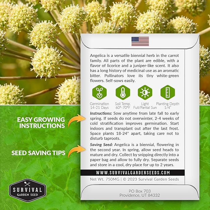 Angelica Seeds for Planting - Medicinal Herb Garden Seed to Grow Angelica Archangelica - Edible Traditional Healing Herb, Biennial Plant - Survival Garden Seeds (2 Packs)