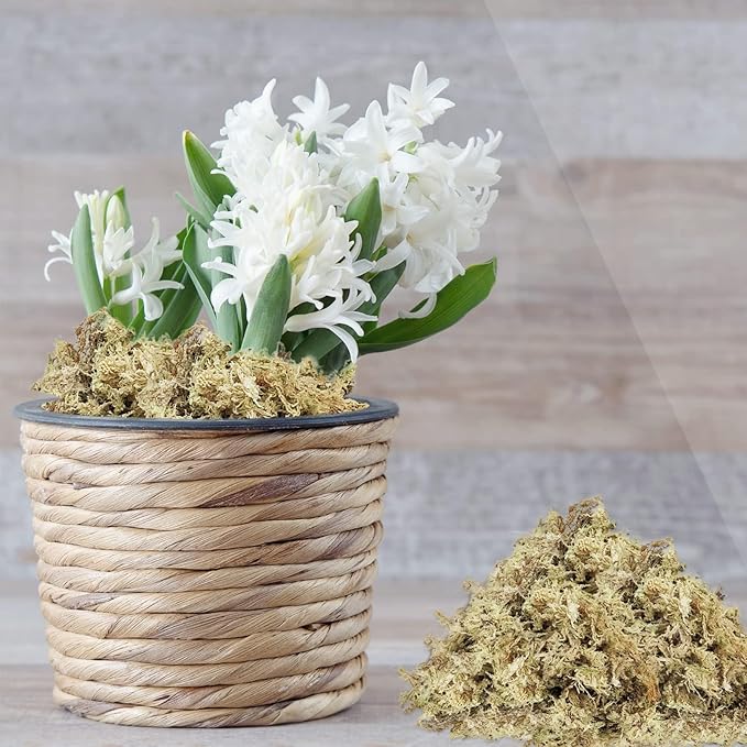 ZeeDix 8 oz Sphagnum Moss for Indoor Plants, Natural Orchid Potting Mix for Repotting, Dried Long Fiber Sphagnum Peat Moss for Carnivorous Plants Succulents Reptile Habitats (Expands to 12 qt)