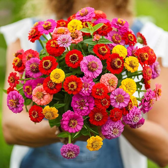 Eden Brothers Zinnia Seeds - Lilliput Mix, Non-GMO Seeds for Planting, 1 lb | Low-Maintenance Flower Seeds, Plant During Spring, Zones 3, 4, 5, 6, 7, 8, 9, 10