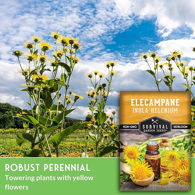 Elecampane Seeds for Planting - Traditional Medicinal Herb (Inula helenium) with Tall Yellow Blooms for Homestead & Healing Gardens - Heirloom Non-GMO - Survival Garden Seeds (1 Pack)