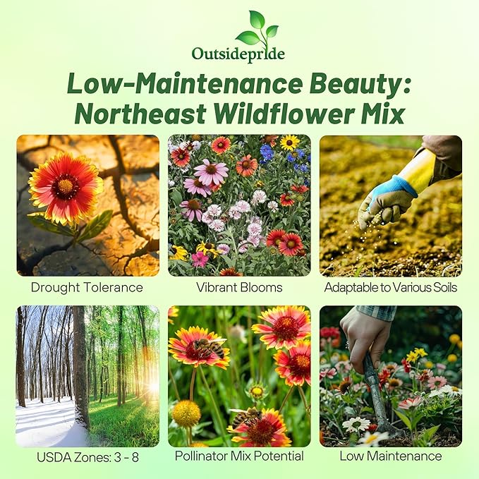 Outsidepride Northeast Wild Flower Seed Mix - 1/4 lbs Premium Blend of Vibrant Biennial & Annual Wildflower Seeds for Northeastern States, Ideal for Meadows, Borders, Gardens, & Attracting Pollinators