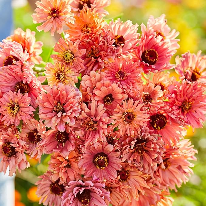 Eden Brothers Zinnia Seeds - Senorita, Non-GMO Seeds for Planting, 1/4 lb | Low-Maintenance Flower Seeds, Plant During Spring, Zones 3, 4, 5, 6, 7, 8, 9, 10