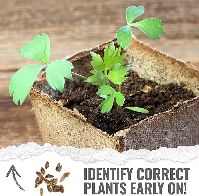 Seed Needs Lovage Seeds for Planting - Non-GMO Heirloom & Untreated Herbs to Plant a Medicinal/Culinary Home Grown Herb Garden Indoors or Outdoors (1 Pack)