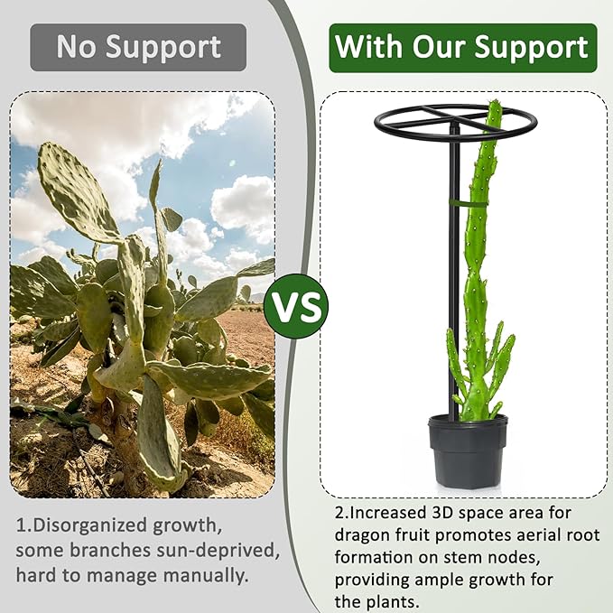 2 Pcs Adjustable Round Metal Dragon Fruit Plant Trellis 12" x 12" x 50" Durable Vertical Support Tower Plant Cage for Gardening Climbing Plants Trees Cactus Outdoor Garden, Installation Required