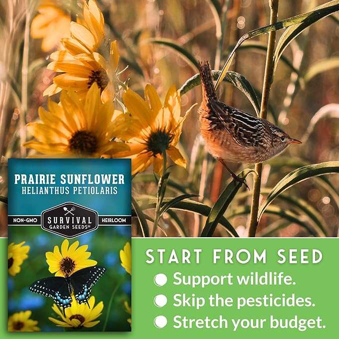 Native Prairie Sunflower Seeds for Planting (Helianthus petiolaris) | Compact Drought Tolerant | Pollinator Magnet | Non-GMO Wildflower to Plant - Survival Garden Seeds - 1 Pack