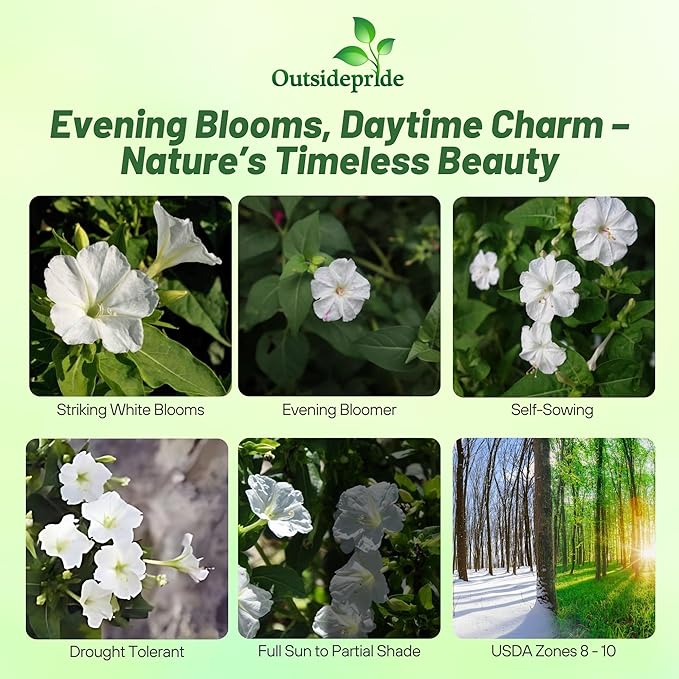Outsidepride White Four O'clock Flower Seeds - 1/4 lb Perennial Fragrant, Trumpet-Shaped Blooms, Deer-Proof & Easy to Grow, for Pollinator & Evening Gardens, Containers, Hedges, or Borders