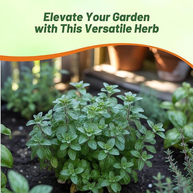 Outsidepride Greek Oregano Seeds - 5000 Pcs Perennial, Aromatic Easy to Grow Herb Seeds for Culinary Use, Flavorful Oregano Gardens & Tea Preparation, Food Seasoning & Traditional Uses