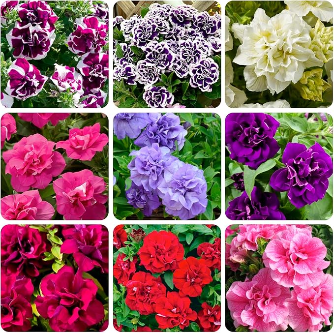 250+ Mixed Petunia Hybrida Flower Seed for Planting Outdoor Non GMO