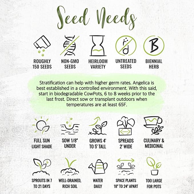 Seed Needs Angelica Seeds for Planting Angelica archangelica - Non-GMO Heirloom & Untreated Medicinal Herbs to Grow an Indoor or Outdoor Home Grown Garden (5 Packs)