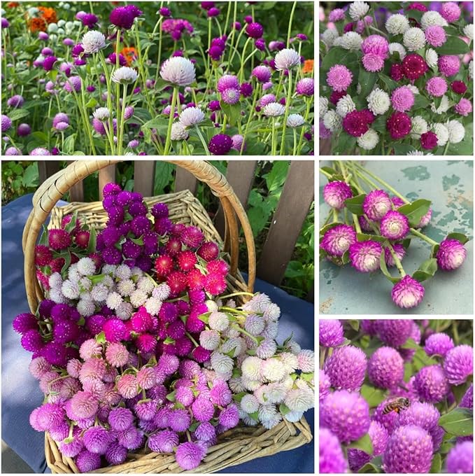 Mixed Globe Amaranth Seeds - 300 Pcs Annual, Heat & Drought Tolerant, Pollinator Friendly | Vibrant Pom Pom Blooms for Beds, Borders, Cut Flowers & Dried Arrangements, Non-GMO Heirloom