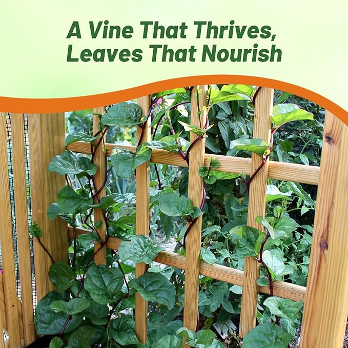Outsidepride Basella Rubra Malabar Spinach Seeds - 100 Pcs. Perennial, Humid & Heat-Tolerant, Nutrient-Rich Herb Seeds for Planting Edible Vegetables, Ideal for Cooking & Edible Landscaping