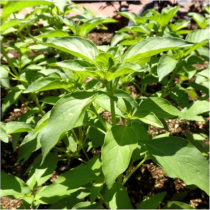 Seed Needs Lemon Basil/Lime Basil Seeds for Planting Fresh Kitchen Herbs - Non-GMO Heirloom & Untreated Annual Herb Seed to Plant a Culinary Garden Indoors or Outdoors
