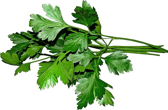 TKE Farms & Gardens - Italian Flat Leaf Parsley Seeds for Planting, 600+ Heirloom Non-GMO Seeds, Perfect for Indoor and Outdoor Gardens, Petroselinum crispum, Qty 1