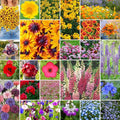 Eden Brothers Pacific Northwest Wildflower Mixed Seeds for Planting, 5 lb, 2,400,000+ Seeds with Cornflower, CA Bluebell | Attracts Pollinators, Plant in Spring or Fall, Zones 3, 4, 5, 6, 7, 8, 9, 10