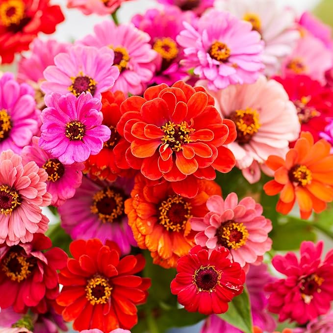 Eden Brothers Zinnia Seeds - Dahlia Flowered Mix, Non-GMO Seeds for Planting, 1/4 lb | Low-Maintenance Flower Seeds, Plant During Spring, Zones 3, 4, 5, 6, 7, 8, 9, 10