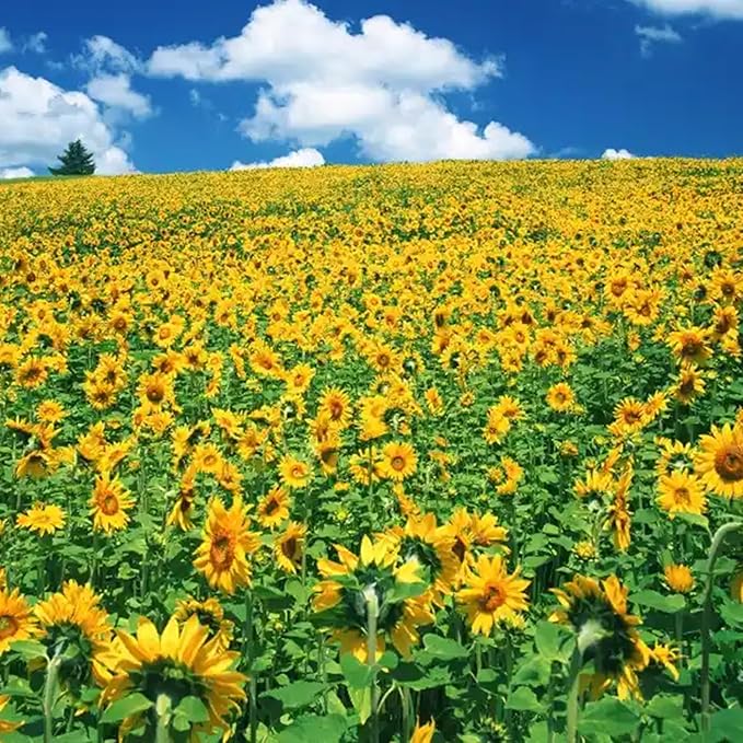 Mix Sunflower Seeds for Planting, 100+pcs Rare Perennial Sunflower Flower Seeds, Non-GMO Heirloom Beauty Flowers Attracts Pollinators for Home Garden Outdoors