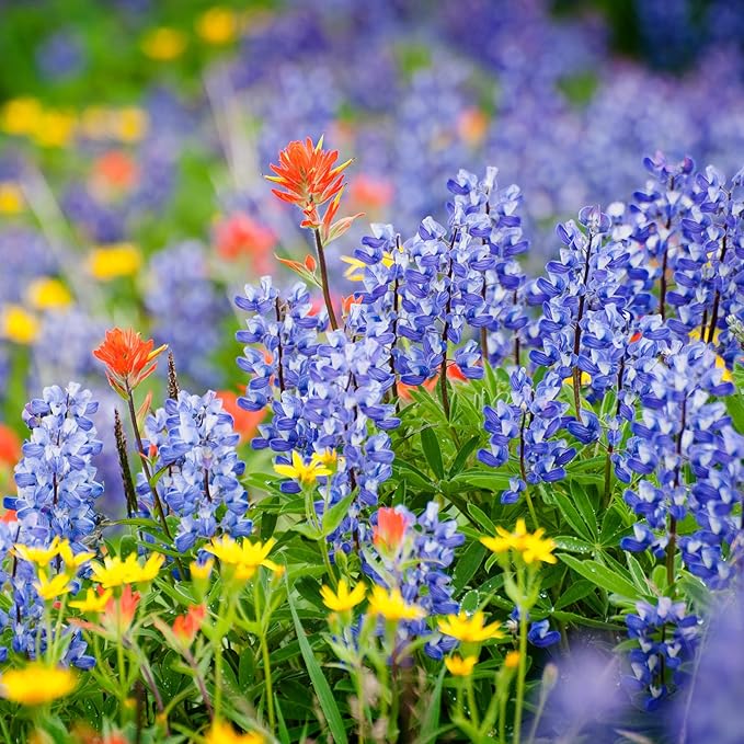 Created By Nature Oregon Wildflower Seed Mix, 20 Flower Varieties, 60,000 Seeds