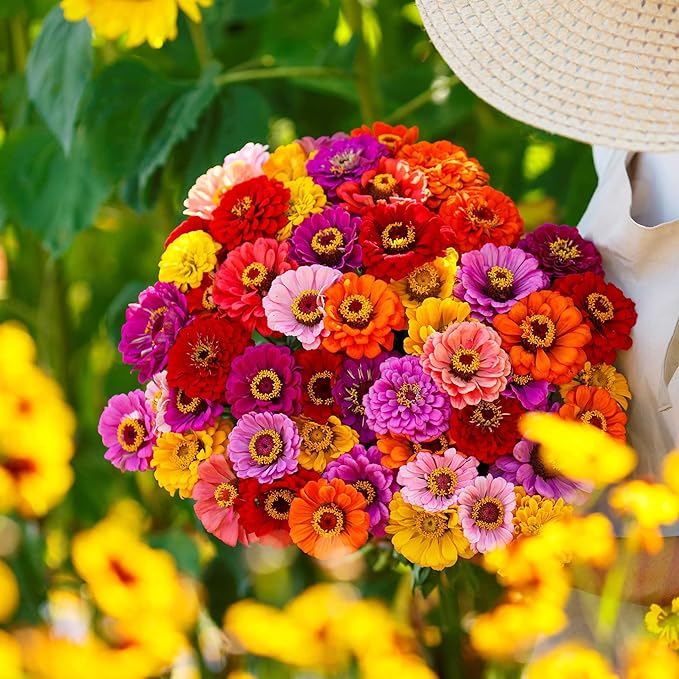 Eden Brothers Zinnia Seeds - California Giants Mix, Non-GMO Seeds for Planting, 1 oz | Low-Maintenance Flower Seeds, Plant During Spring, Zones 3, 4, 5, 6, 7, 8, 9, 10