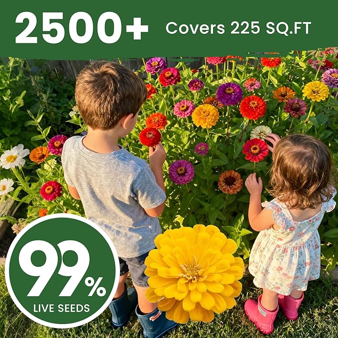 2500+ Zinnia Dahlia Seeds Flower Seeds for 2026 Planting, 0.7 Oz, 5 Varieties (Pink, Yellow, Orange, White, Purple), 20G Mixed Colors and Large Blooms, Open Pollinated - Bulk