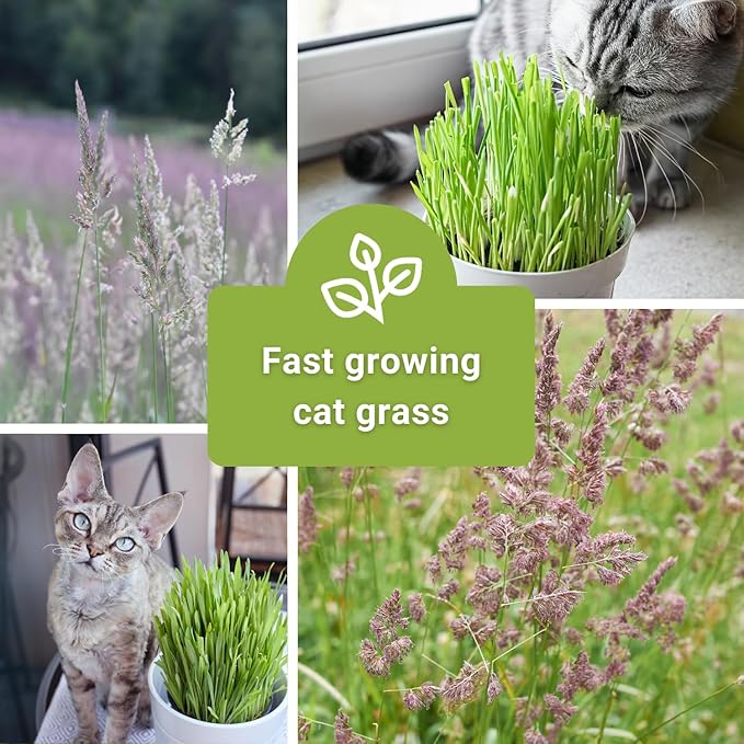 Sow Right Seeds - Catnip and Cat Grass Seed Collection for Planting Indoors or Outdoors - Includes Popular Herb Catnip and Cat Grass (100% Sweet Oat) - Non-GMO Heirloom Packet - Pet Friendly