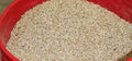 4 Qt/ 8 Qt/ 20 Qt Vermiculite -for Plants Soil Amendments Bulk Soil Additive Perfect for Potted Plants & Garden (8QT)