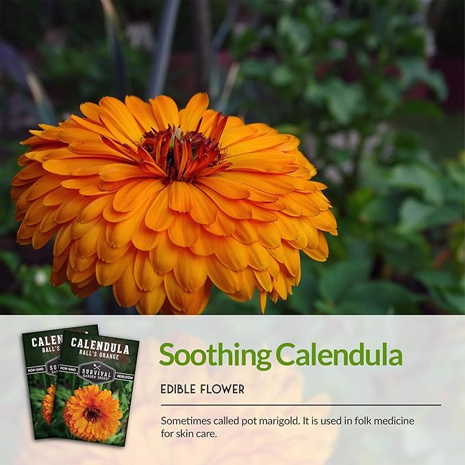 Ball’s Orange Calendula Seeds for Planting – Medicinal Herb & Edible Flower with Bright Orange Blooms – Heirloom Pot Marigold for Skin Care & Teas – Survival Garden Seeds (1 Pack)