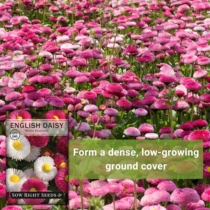 Sow Right Seeds - English Daisy Flower Seeds for Planting - Non-GMO Heirloom Seed Packet with Instructions to Grow - Colorful Perennial Mix - Low Growing Lawn Filler - Attract Pollinators (1)