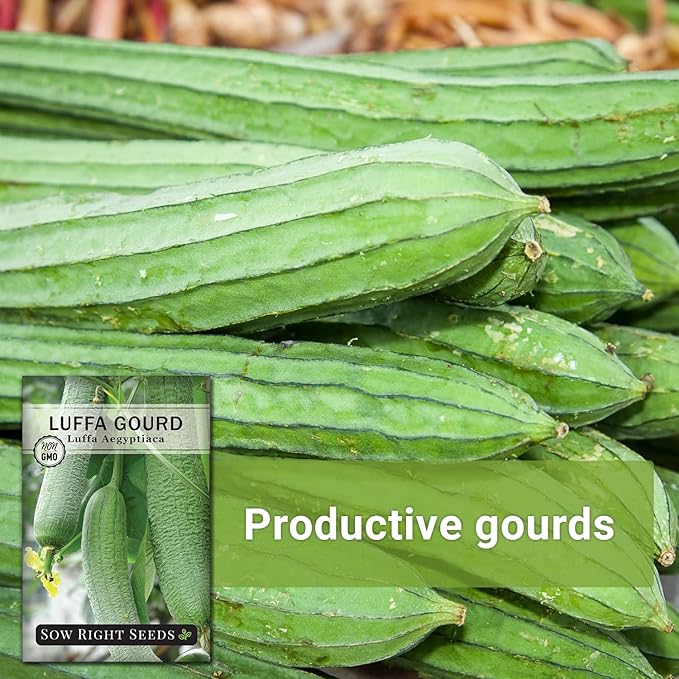 Sow Right Seeds - Luffa Gourd Seed for Planting - Non-GMO Heirloom Packet with Instructions to Plant a Home Vegetable Garden - Grow Your Own Loofah Sponge at Home - Show Off Unique Gourds (1)