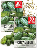 Seed Needs Cucamelon Seeds for Planting Mexican Sour Gherkin Miniature Mouse Melons - Non-GMO Heirloom & Untreated - Grow a Home Grown Indoor Outdoor Vegetable Garden (2 Packs)
