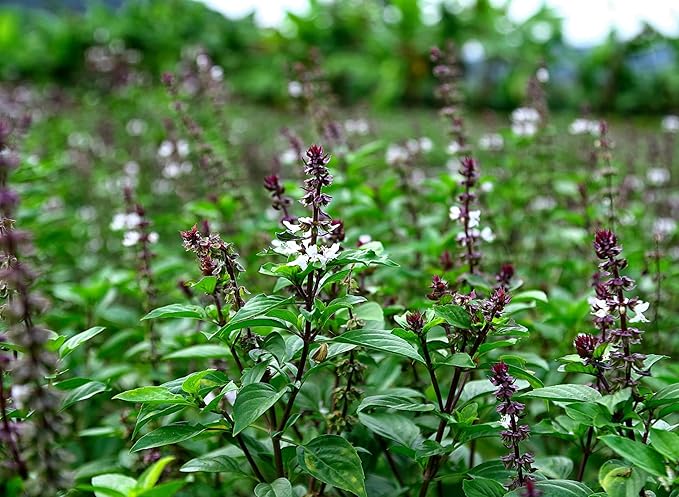 Seed Needs Basil Seeds for Planting Thai Basil Herbs - Non-GMO Heirloom & Untreated Herb Seed to Grow a Fresh Indoor or Outdoor Home Grown Culinary Garden (2 Packs)