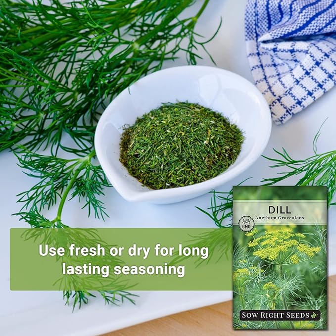 Sow Right Seeds - Dill Seed for Planting - Non-GMO Heirloom Packet with Instructions to Plant and Grow Herb Garden - Indoors or Outdoors - Homemade Dill Pickles - Wonderful Companion Plant (4)
