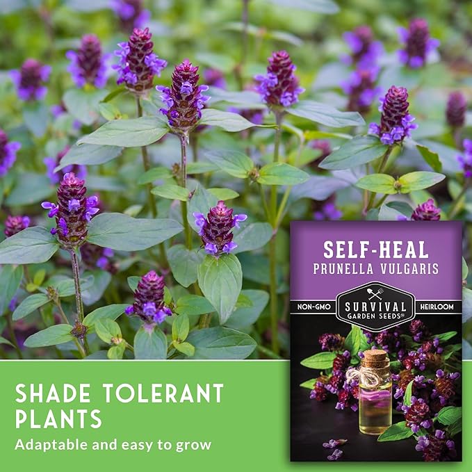 Self-Heal Seeds for Planting - Prunella Vulgaris (All-Heal, Selfheal) Hardy Perennial Ground Cover & Pollinator Wildflower, Non-GMO Heirloom Herb - Survival Garden Seeds (3 Packs)