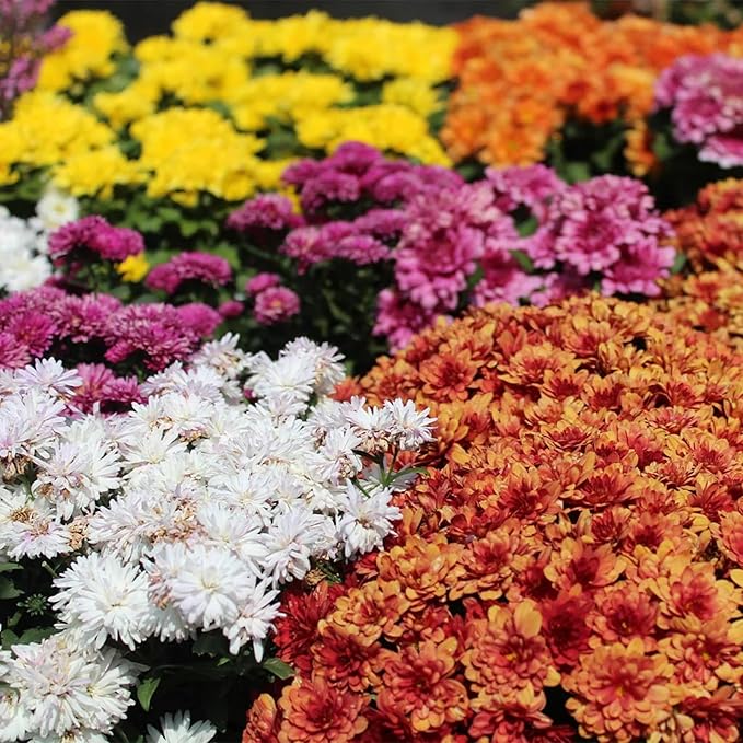 500+ Mixed Color Chrysanthemum Seeds for Planting - Hardy Garden Flower Seeds - Rare Ground Cover Landscape Easy Grow & Maintain