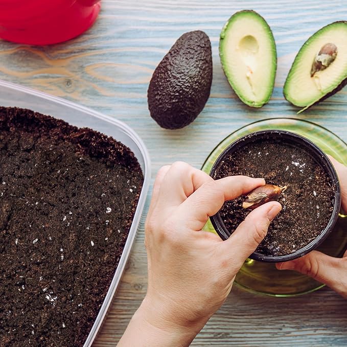 Organic Avocado Tree Potting Soil Mix 10qt, Enhance Growth and Transplant Success for Avocado Plants