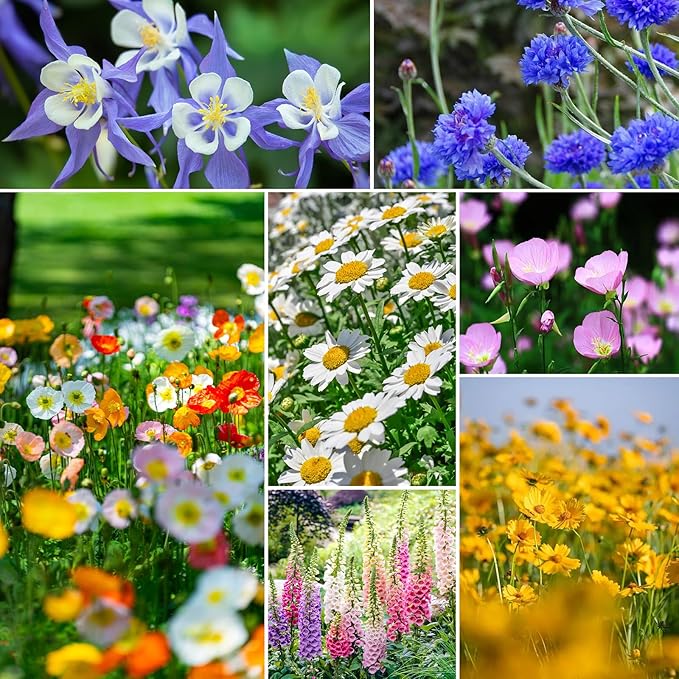 13 Varieties Partial Shade Wildflower Seeds, Mixed Annual and Perennial Flower Seeds for Garden, Yard, Container Planting, 1 Ounce