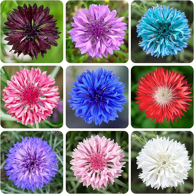 3200+ Mix Cornflower Seeds for Planting-Non-GMO Heirloom Plant Seeds Garden Outdoor