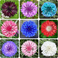 3200+ Mix Cornflower Seeds for Planting-Non-GMO Heirloom Plant Seeds Garden Outdoor