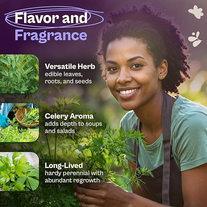 SVI 750 Lovage Seeds (Levisticum officinale) – Lovage Medicinal & Culinary Herb Seed Packets – Heirloom Perennial Herbs Seeds for Vegetable Garden Outdoor & Indoor Kitchen Herb Garden