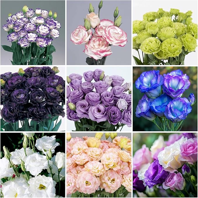 300+ Lisianthus Flower Seeds for Planting-Eustoma Seeds Double Flower Outdoor-Lizzienthus Seed Non-GMO Heirloom Flower Plants Garden Indoor